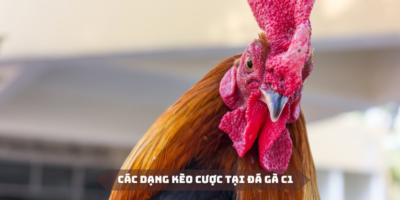 Các dạng cược thông dụng trong đá gà C1 được thành viên ưa chuộng