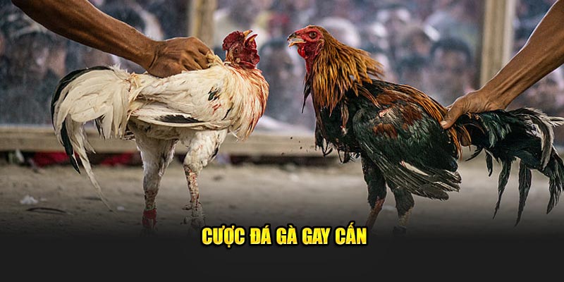 Cược đá gà gay cấn