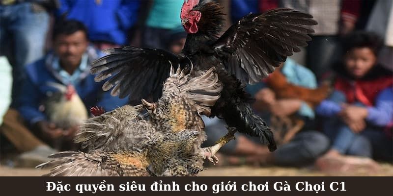 Đặc quyền siêu đỉnh cho giới chơi Gà Chọi C1