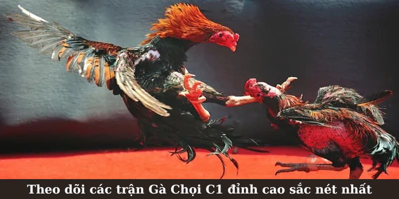 Theo dõi các trận Gà Chọi đỉnh cao sắc nét nhất