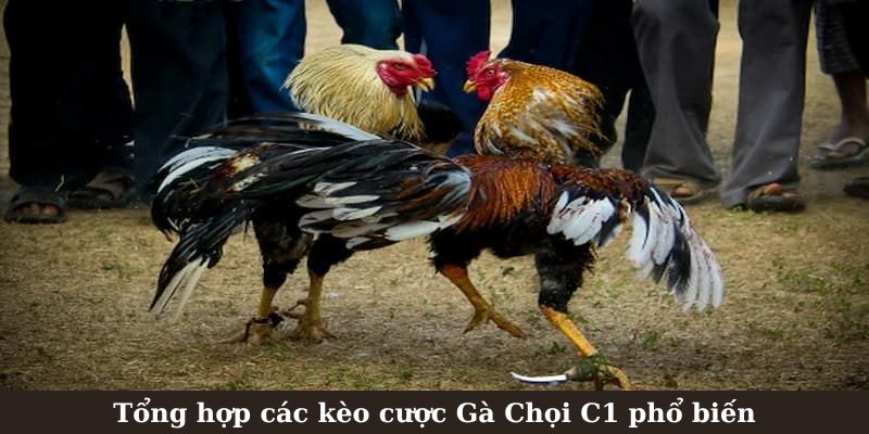 Tổng hợp các kèo cược Gà Chọi C1 phổ biến