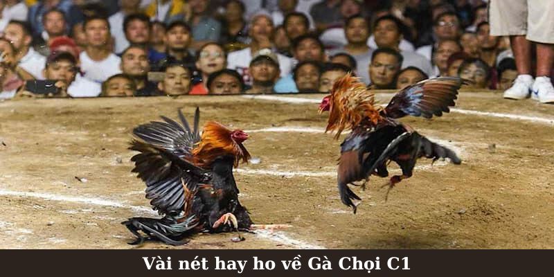 Vài nét hay ho về Gà Chọi C1